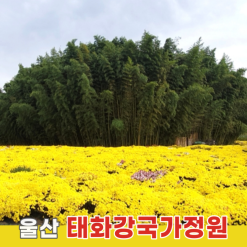 울산여행 : 태화강 국가정원 가을국향축제와 십리대숲