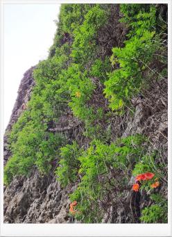 마이산 탑사(塔寺) 능소화...