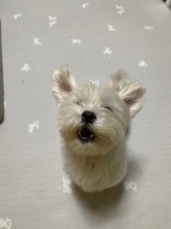 퍼핑 강아지매트 러그형/말티즈 매트를 알아보자!