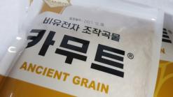 카무트쌀 슈퍼푸드 카무트쌀로 맛있는 밥 먹고 있어요.