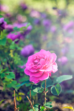 오산고인돌공원 장미공원