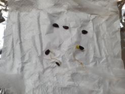 애기사과 씨앗 발아 후 이식까지