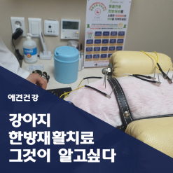 강아지 한방재활치료 그것이 알고싶다