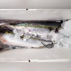 아빠가 잡으신 방어_맛이또!!