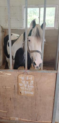 대동승마랜드 아이와 체험도 하고 사진도 찍기 좋은 곳
