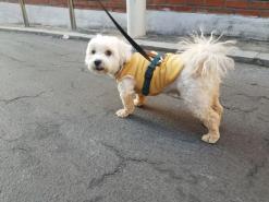 우리동네 강아지 산책하기 좋은곳 용천사 위 뒷산