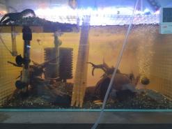 [물 생활 일지] 가재를 키워보자 - 바닥재편 2탄 - 흑사 -