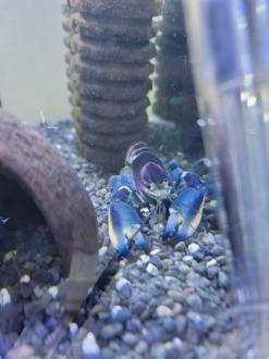 [물 생활 일지] 가재를 키워보자 - 파푸아가재편 / 체락스 풀케르 (호아크릭) 가재 -