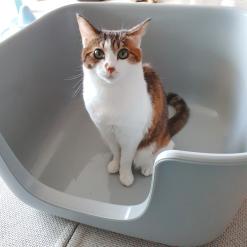 스쿠퍼즈 리얼코티박스 고양이화장실로 떡진 모래걱정은 이제 끝내세요 대형고양이화장실 추천