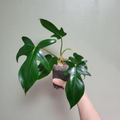 1월 19일 작업실 식물기록