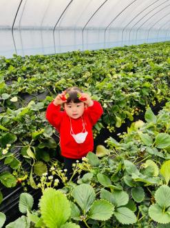 남양주 북한강 옆 딸기따기 오삼팜딸기체험농장 가은이와 도윤이의 하루