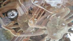 동해시 묵호항 대게 홍게 맛집 오대게 국내산 대게 판매