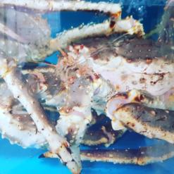 동해시 대게 맛집 오대게 킹크랩/대게/국내산홍게/대게 유통시세