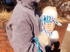 강아지니트 패러독 명품강아지옷 포메라니안옷