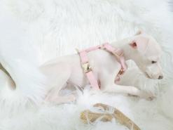 분홍분홍해 아이쥐 하네스 내돈내산 후기