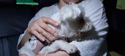 강아지 심박수와 호흡수 정상범위는?