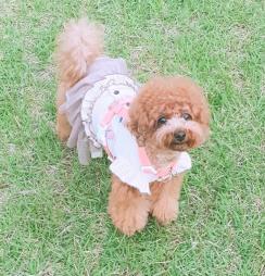 강아지산책 필수템인 앞섬방지하네스 사용 후기