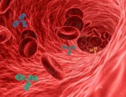 혈관을 청소해주는 고마운 음식정보