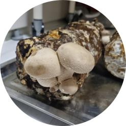 초등학생 겨울방학 표고버섯키우기 체험