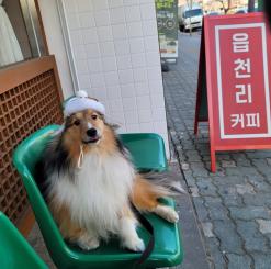 동대문구 장안동 애견동반카페 읍천리 382 장안점