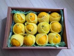 제주 황금향 무릉외갓집 황금향 택배 받은 후기