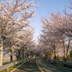 양산 벚꽃 ' 황산공원'