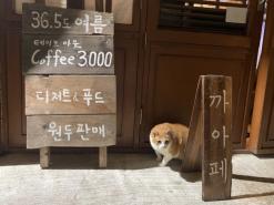 애월 카페 36.5도 여름 남쪽점 포근한 할머니 집 같아서 너무 좋아