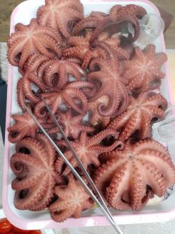 문어잡이 덤으로얻은 무늬오징어