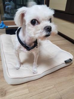 강아지 건강에 좋은 강아지목줄 강아지목걸이 수지펫