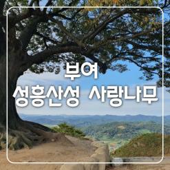 부여 성흥산성 사랑나무 솔직후기! by 가림성 느티나무