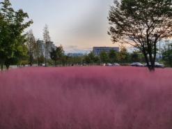 대구핑크뮬리 볼수있는곳 동구 동호유적공원 사진찍기 좋은곳.