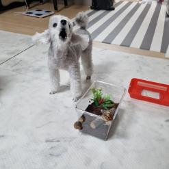 백와달팽이 키우기/ 새식구 맞이한 막내강아지