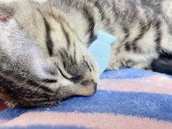 땅땅이 중성화 하고 왔어요