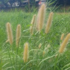 ## 사라지는 것들에 대한 아쉬움 ##