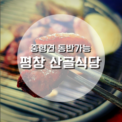 평창맛집 산골식당 반려견 동반가능 오리숯불구이와 감자국수를 반려견과 함께!