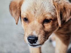 강아지 폐렴 증상 숨을 잘 못쉰다면 의심해봐요