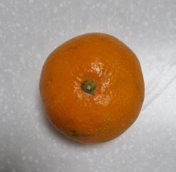 제주도에서 서귀포 감귤이 왔어요!